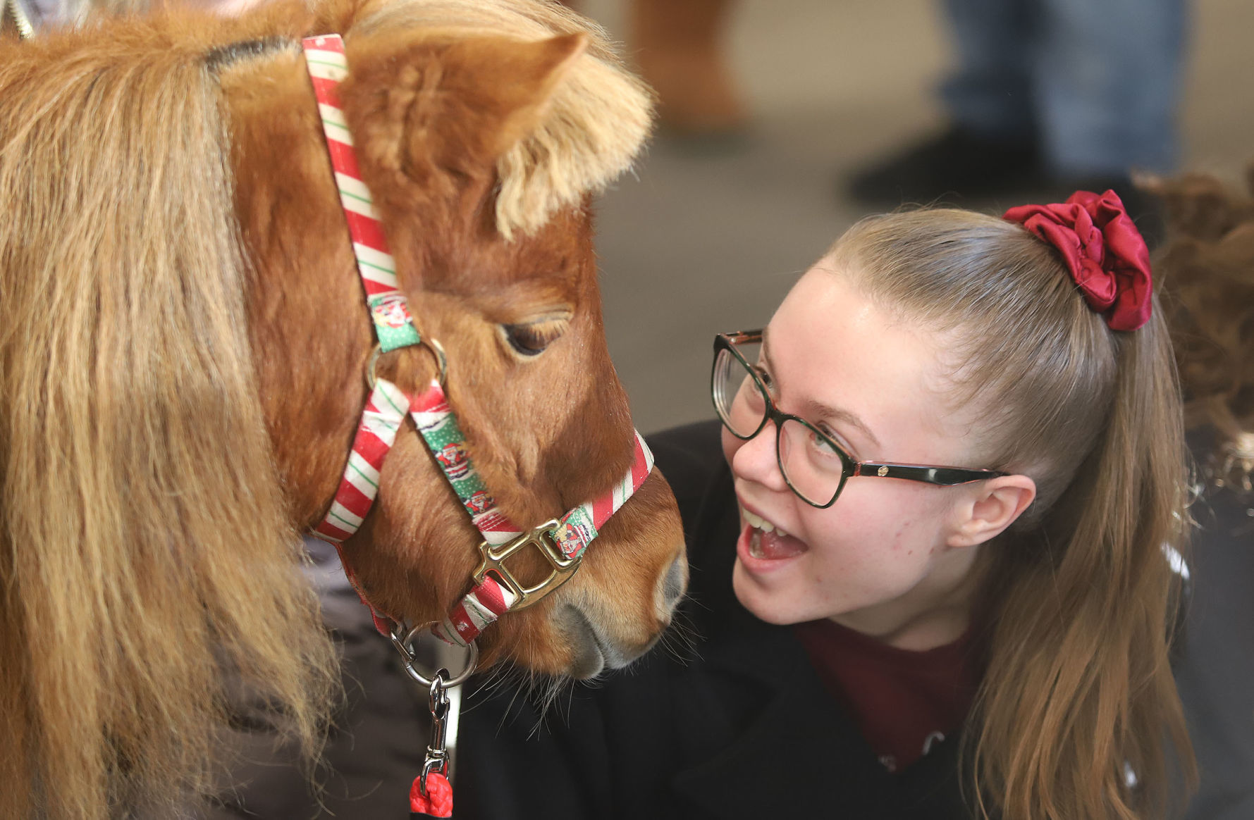 mini therapy horses 32 12.12.18.jpg